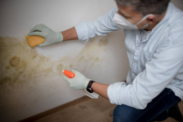 Best Health and Safety Mold Remediation in Saratoga Springs, UT