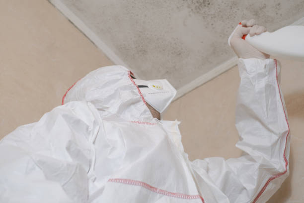 Best Attic Mold Remediation in Saratoga Springs, UT