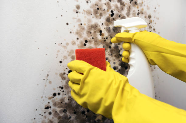 Best Residential Mold Remediation in Saratoga Springs, UT