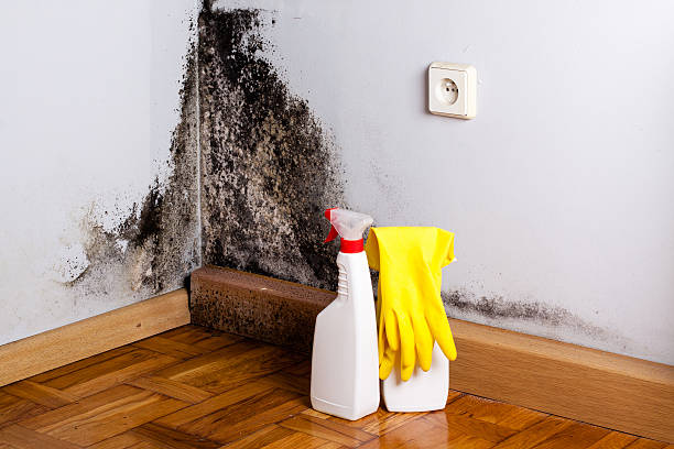 Best DIY Mold Remediation Support Services in Saratoga Springs, UT